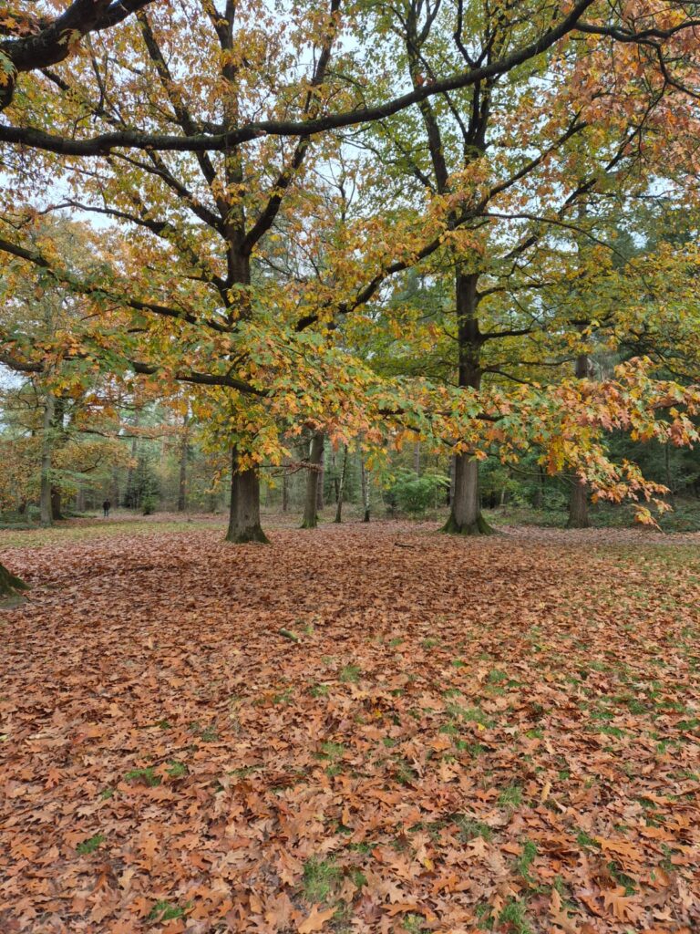 Herfst bladeren